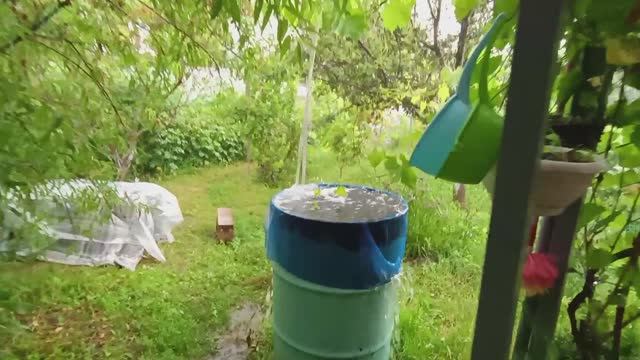 Дожди заливают💧💧💧 Голубика голубеет😉 Шашлыки вкусные😋 Бройлеры отличные🐤👍
