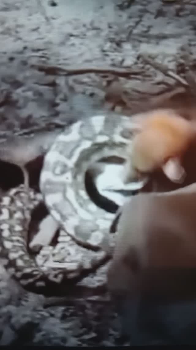 Летучая мышь сражается со Змеями😮