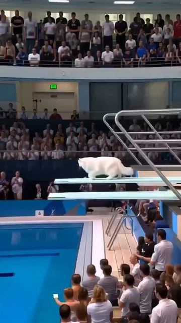 Кошки прыгают с трамплина.