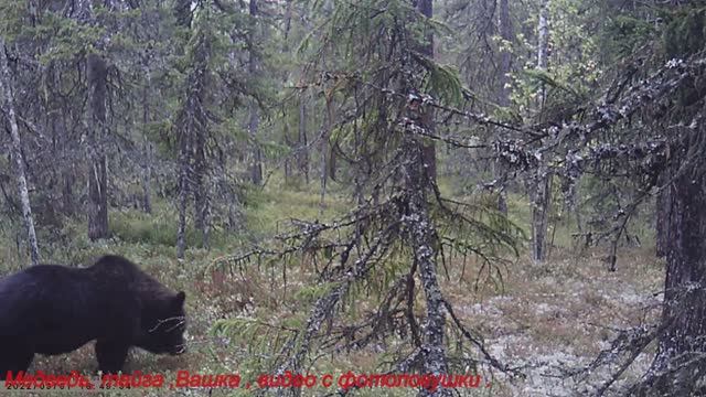 Медведь попал в кадр фотоловушки, тайга Коми.