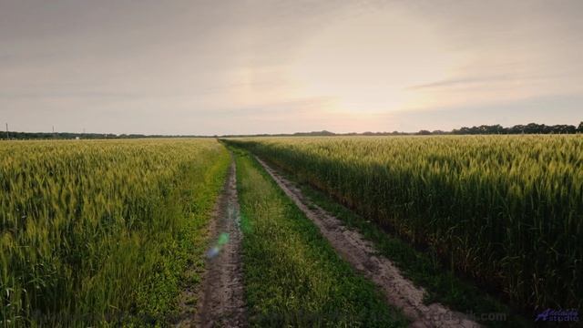 Видео, которое смотрит искусственный интеллект - и вот что он видит! - Youre Onto Me -- Taylor Poe -