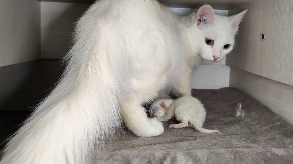 Новорожденный котенок. Как мама-кошка общается со своим новорожденным котенком. Интересные моменты.