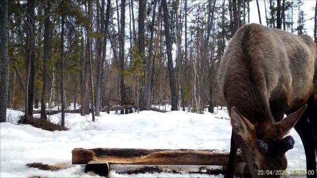 Видео с фотоловушек Национального парка "Ленские Столбы"