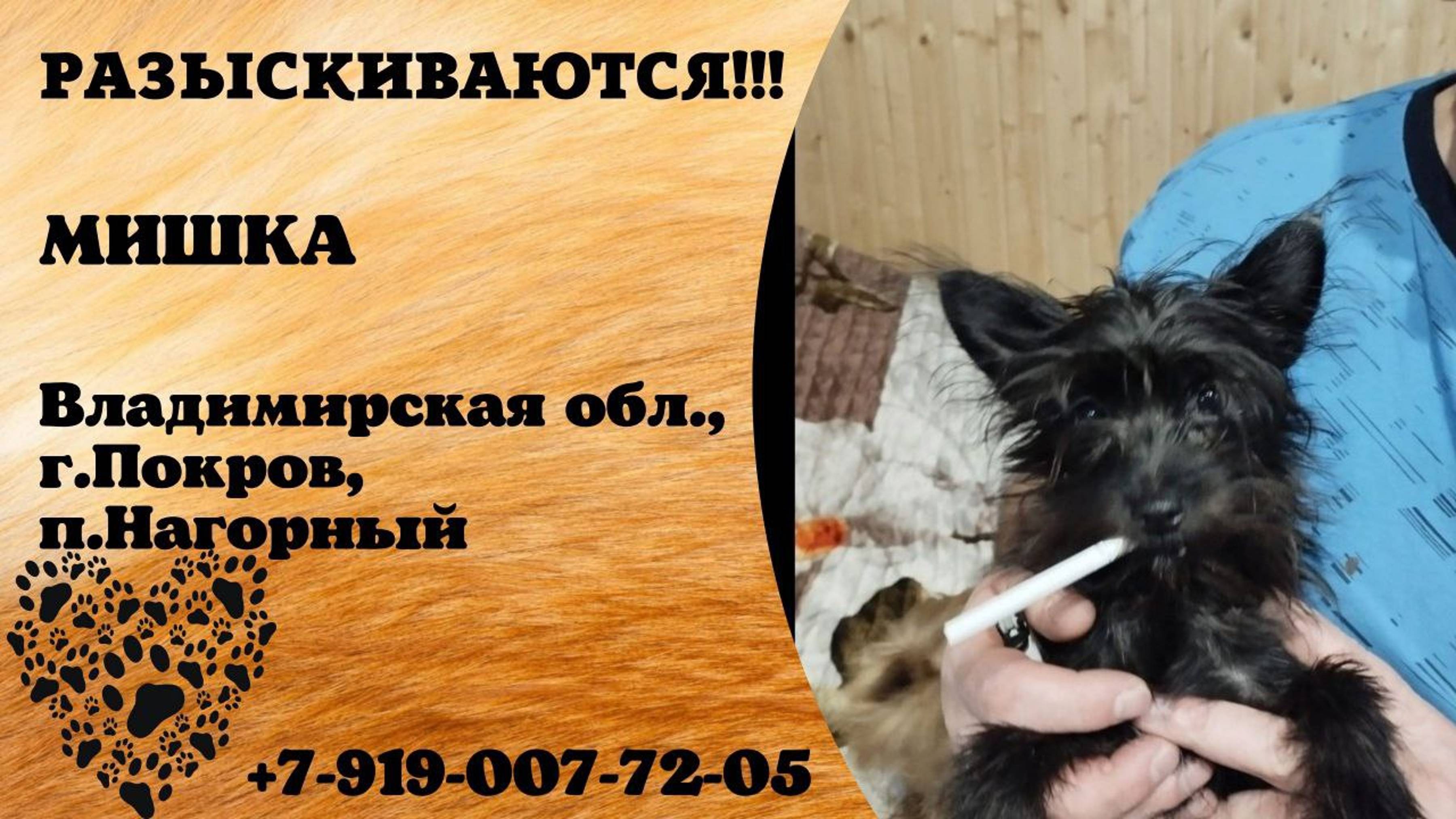 Пропала собака! МИШКА. Владимирская обл, г. Покров, п. Нагорный
