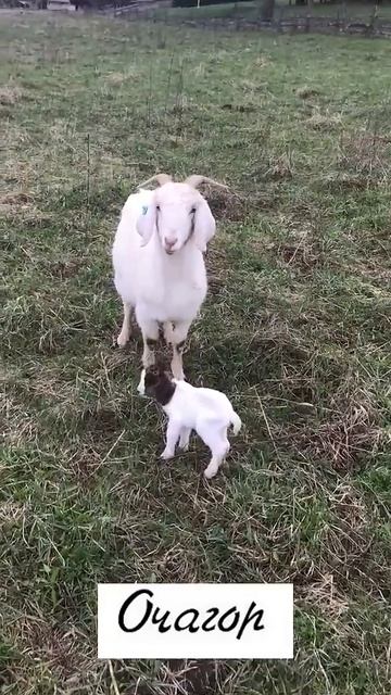 Собираем  подарки  - «грибы». Еще один  маленький козленок! #козочкаалмеру #goat #прикол #животные