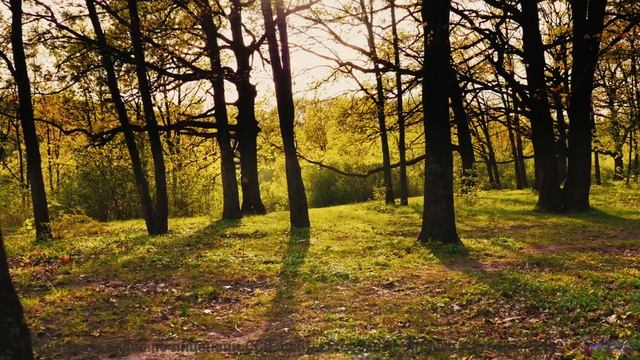 Эти пейзажи созданы для того, чтобы влюбляться снова и снова... - Without You (Instrumental) -- Forg