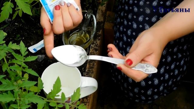 БОРНАЯ КИСЛОТА ТВОРИТ ЧУДЕСА — урожай томатов, земляники и картошки взлетает!