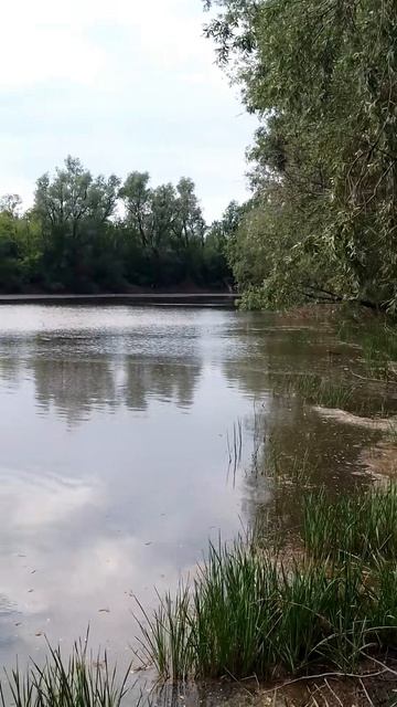 речка птицы