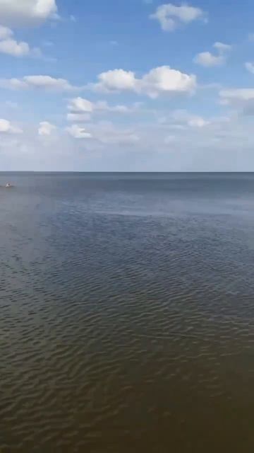 Медузы в Мариуполе
