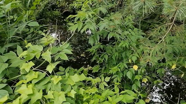 20.06.2025.Д.Ляхово. Домодедово. Московская область. Затопление, наводнение, дренажный работы.Безхоз