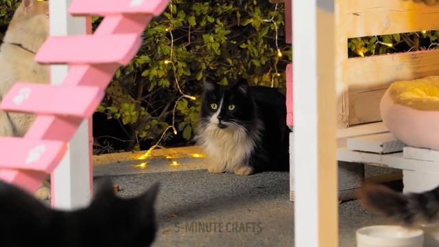 PERFECT GADGETS FOR YOUR PET! Useful Tips For Pet Owners