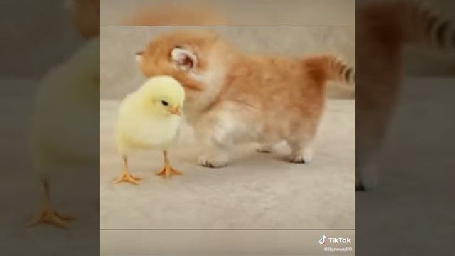 VID_20250620_201058_013.mp4