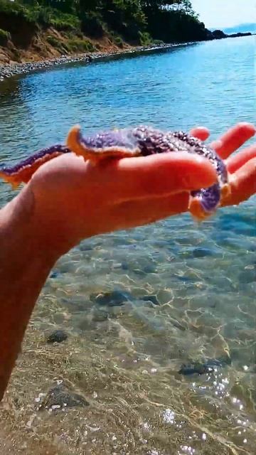Морская Звезда #beach #relax #sea #travel #приморскийкрай #ливадия #японскоеморе