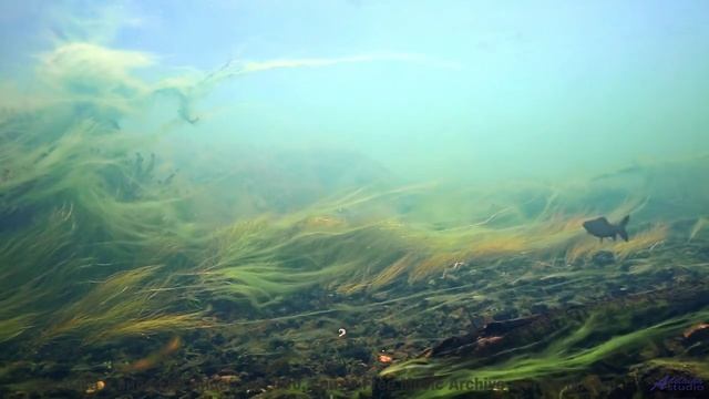 Звуки, используемые для материализации мыслей - это уже реальность! - Wild-Rivers -- Ketsa -- The Lo