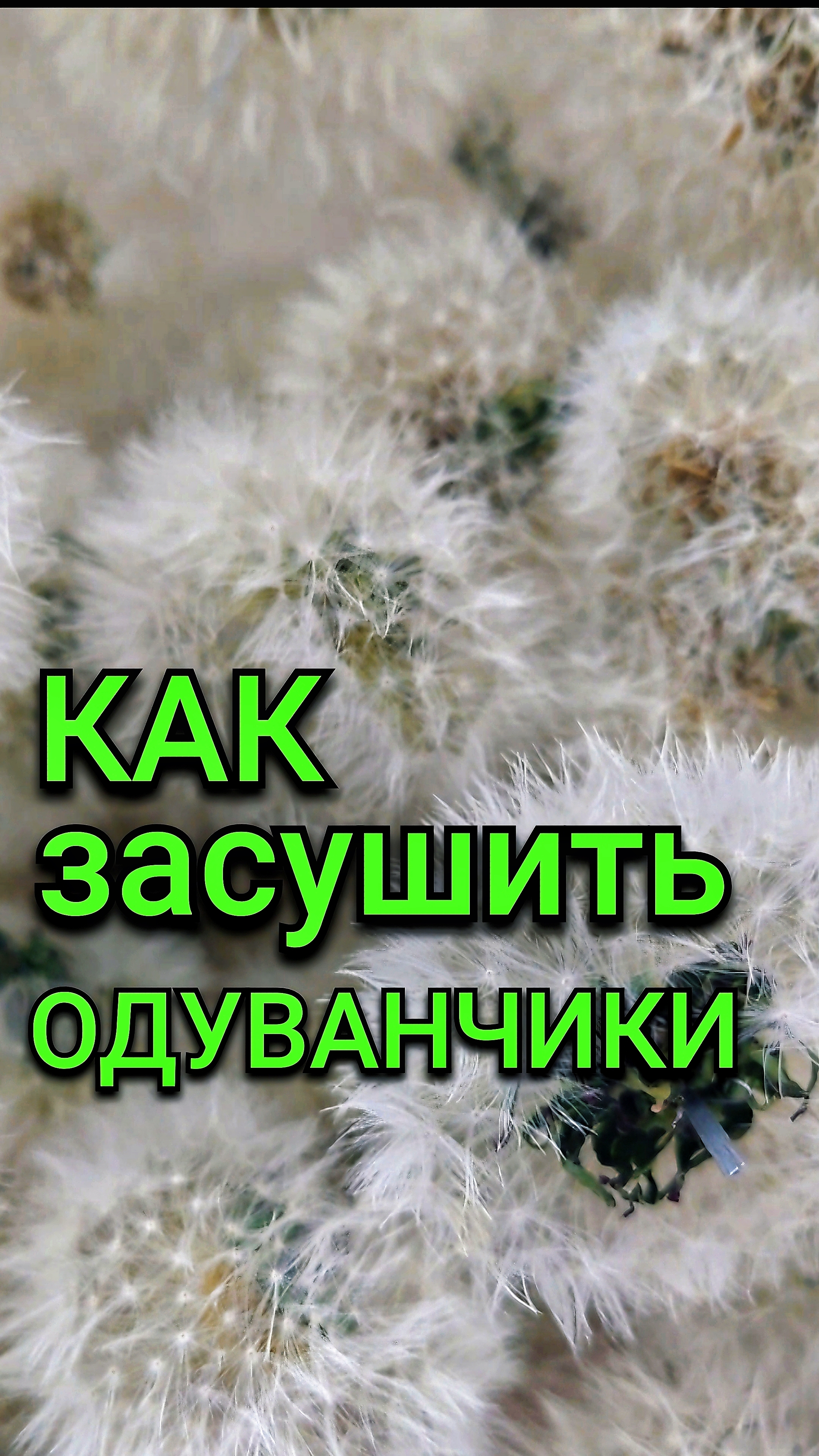 Как засушить одуванчики