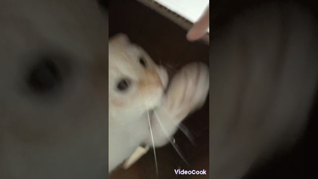 котик Каспер играет игрушками