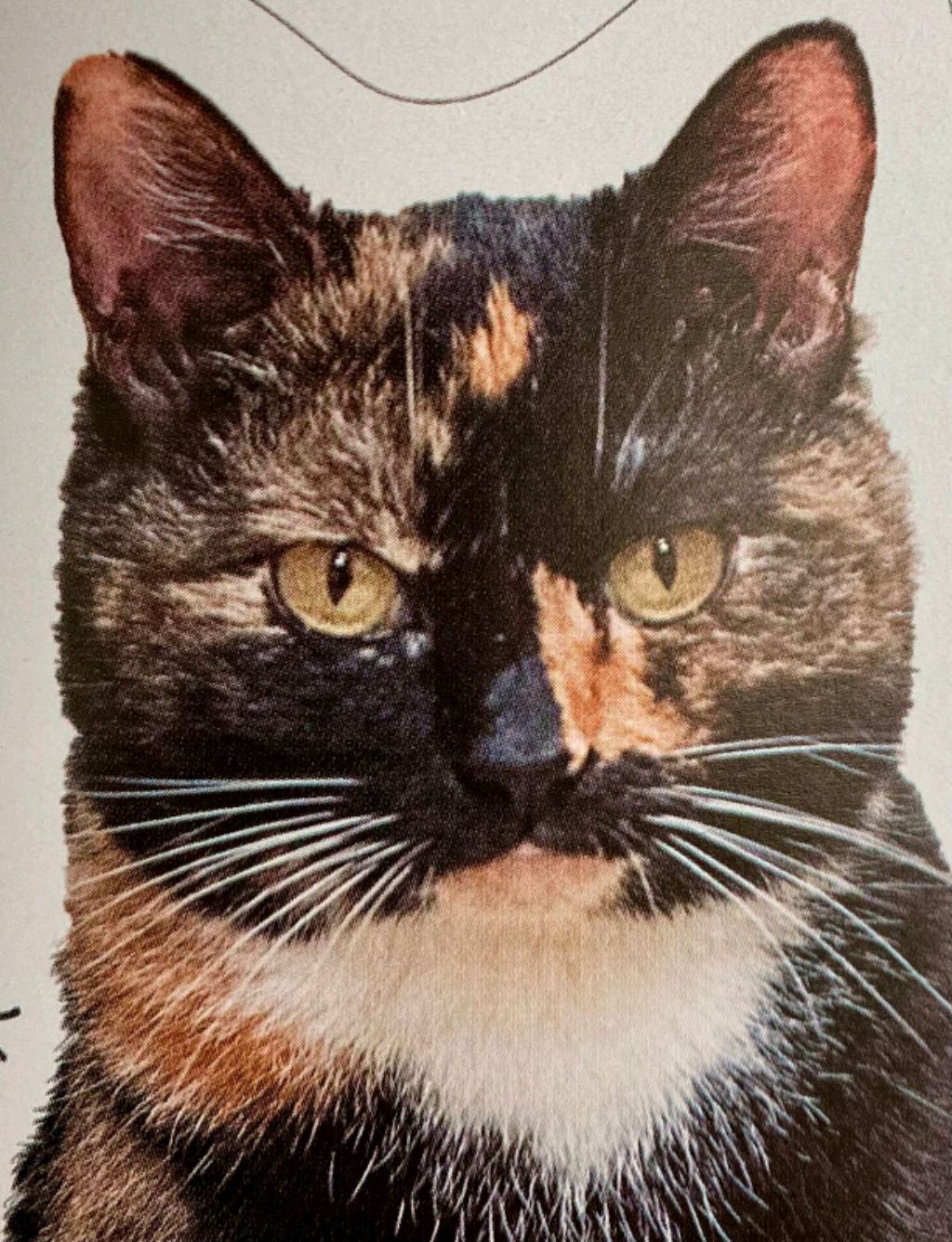 обзор на кота