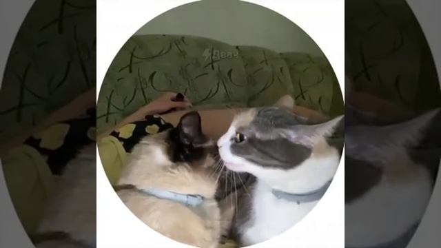 МЫ ?
