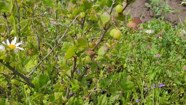 Какие у меня в саду растут ягоды и фрукты