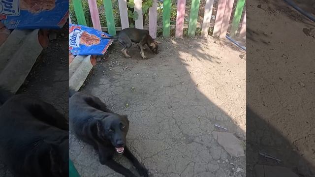 Мира и Зара с этим справятся легко.