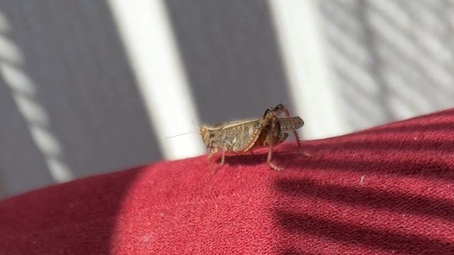 Снова милый друг:)) 🦗🦗🦗