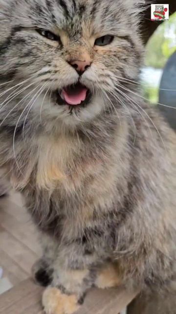 Добрый день от Пушики и Пуси 🌞😻❤️😻🥰