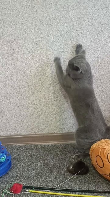 котэ играет