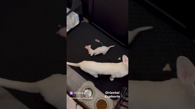 Хочу маленького котенка! 
Подробно объясняем почему нельзя брать котят раньше 3-4 месячного возраста