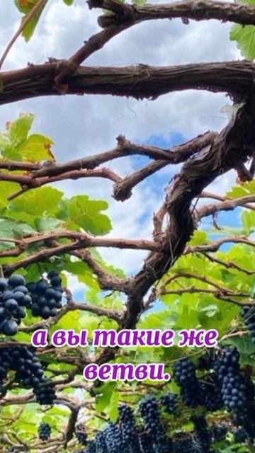 Бесплодную ветвь Он отсекает...