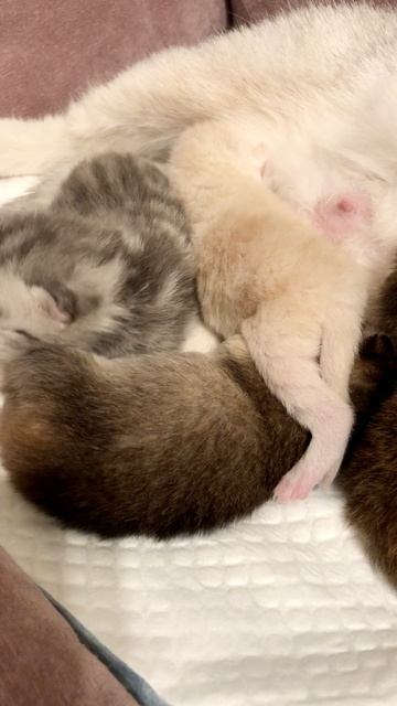 Котята кошки Кайли.