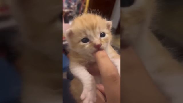 ГОЛОСА КОТИКОВ