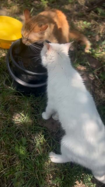 Масик..Белый красавец-кот!