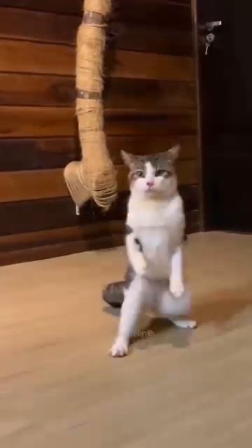 1000004100.mp4