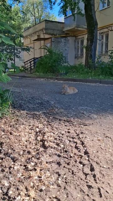 #cat