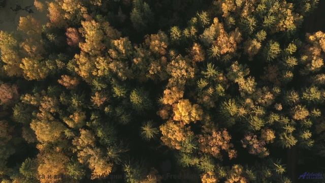 Каждое дерево качается в такт этой сильной композиции - Find Me The Pulse Of The Universe -- Laetiti