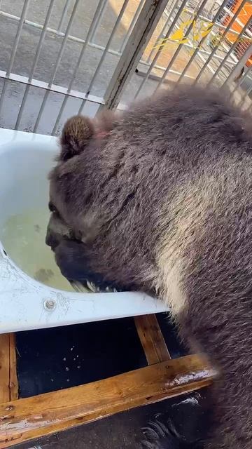 Медведик купается