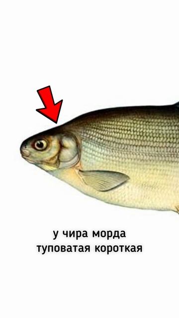 Как отличить муксуна от чира?