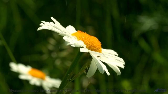 Эта музыка заставит вашу кошку говорить - попробуйте! - The Garden -- Blue Lotus -- Blue Lotus