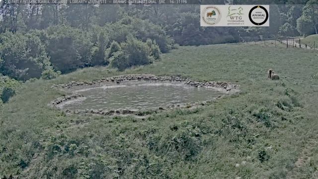 Другу надоело купаться- сбежал. Мишка свою радость искрене выражает