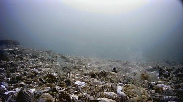 1000045068.mp4Волга гл 5м.20.06.2025г.