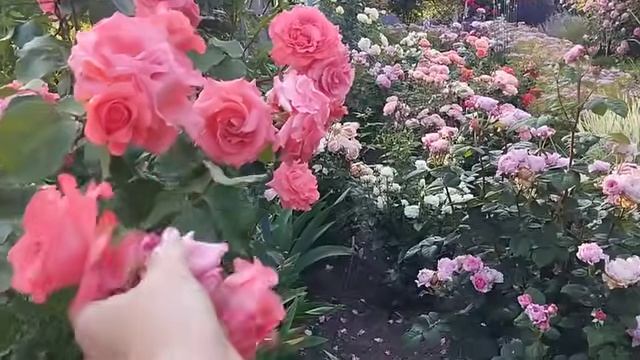 сад