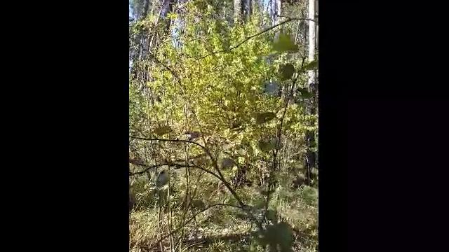 Август 2023 Лес. Видео-зарисовка.