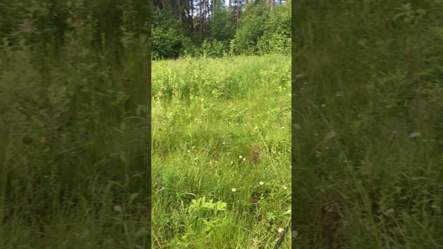 На лугу пасутся… ДД-хвостики - Дорка и Дарси)