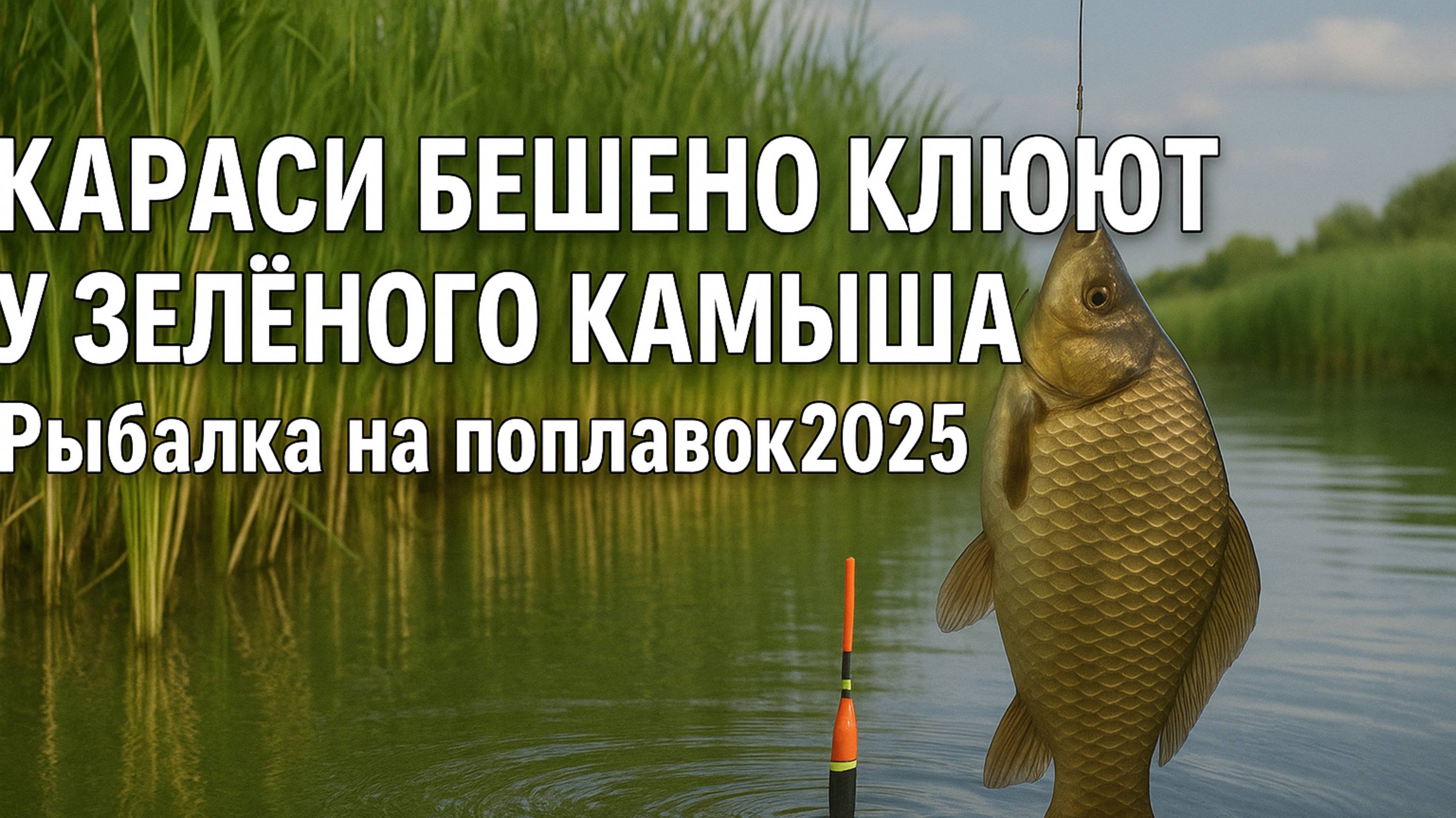 Рыбалка на поплавок 2025 Караси бешено клюют у зелёного камыша!