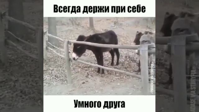 умный друг #shorts