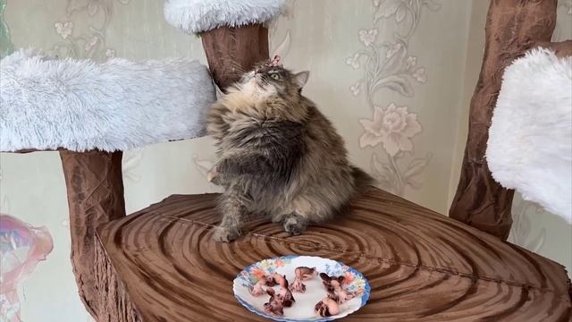 Милси с канала А НУКА ДАВАЙ КА