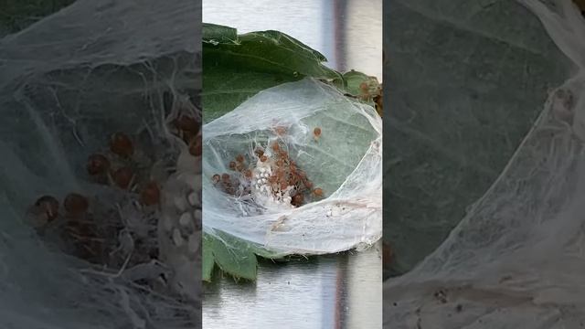 Паук Сак с паучатами