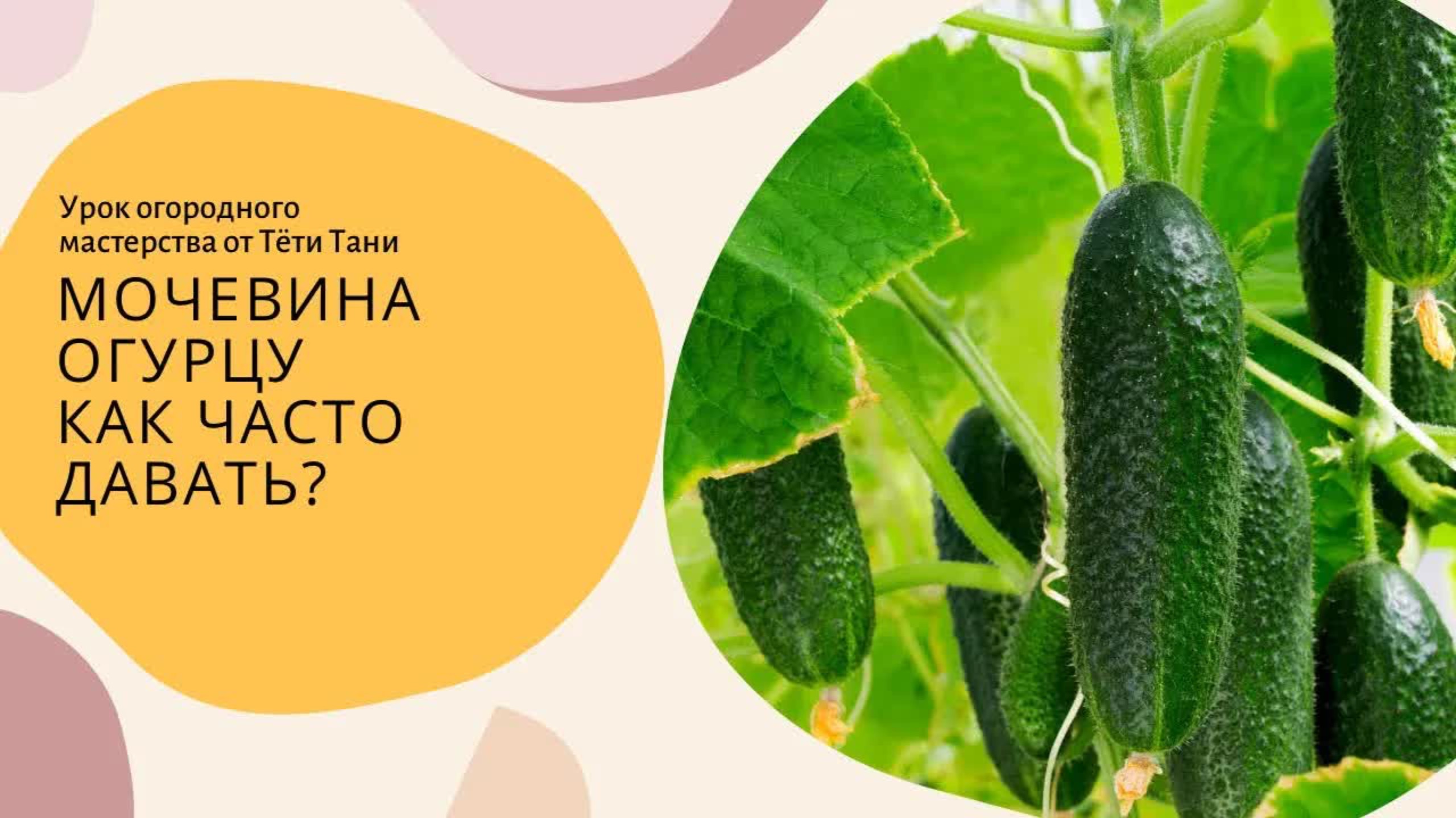 Мочевина огурцу. Как часто давать?