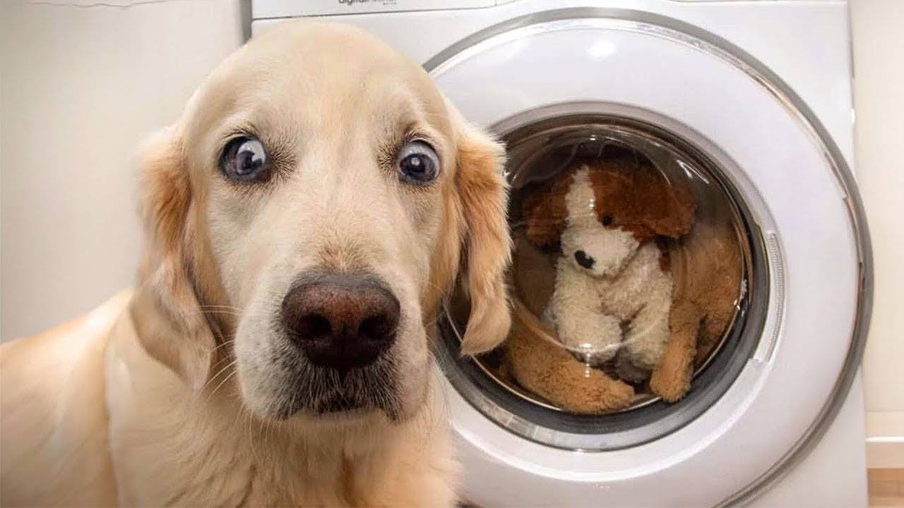 Самый смешной золотистый ретривер 🤣🐶 Смешные видео с собаками 2025 года