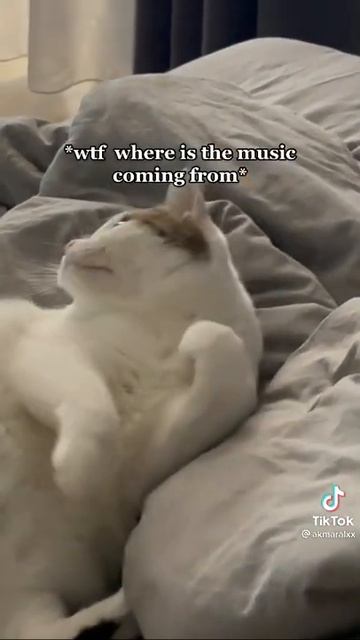猫との愚かなビデオ